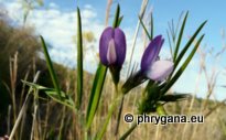 Vicia bithynica (L.) L.