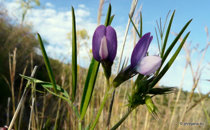 Vicia bithynica (L.) L.