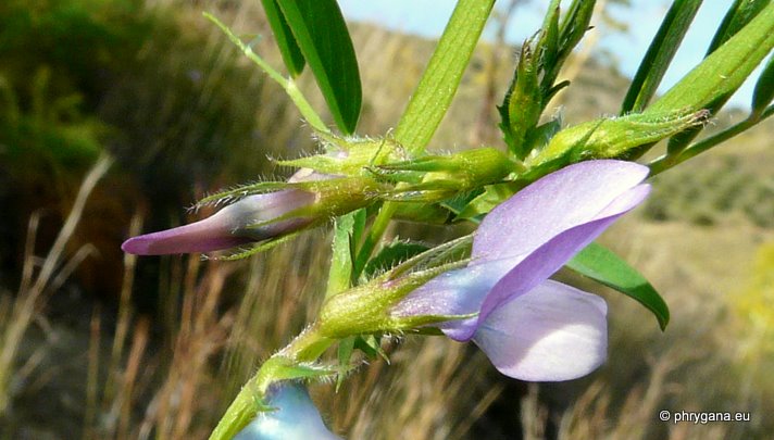 Vicia bithynica (L.) L.