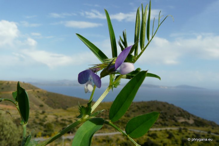 Vicia bithynica (L.) L.