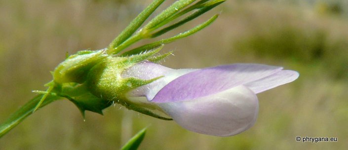 Vicia bithynica (L.) L.