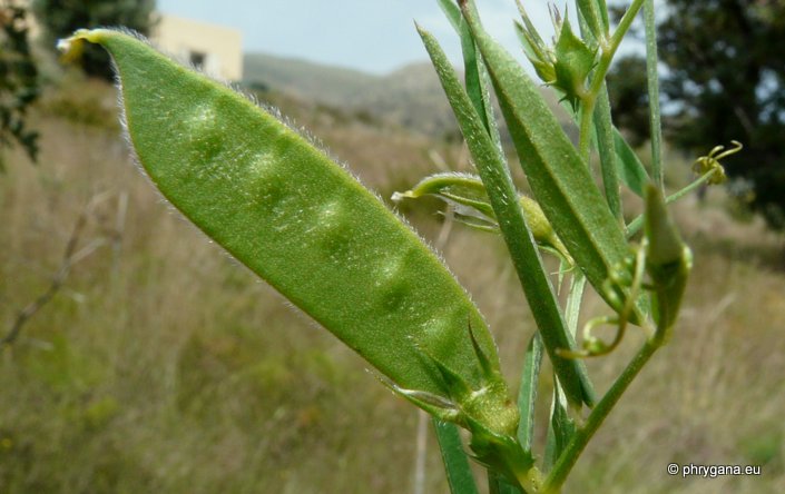 Vicia bithynica (L.) L.