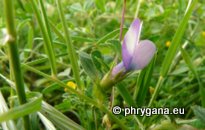 Vicia bithynica (L.) L.