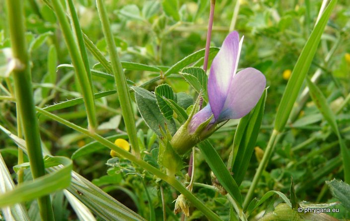 Vicia bithynica (L.) L.