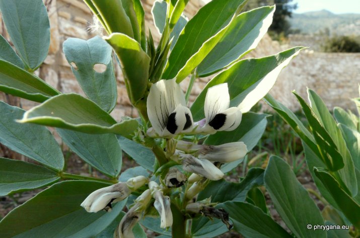 Vicia faba L.