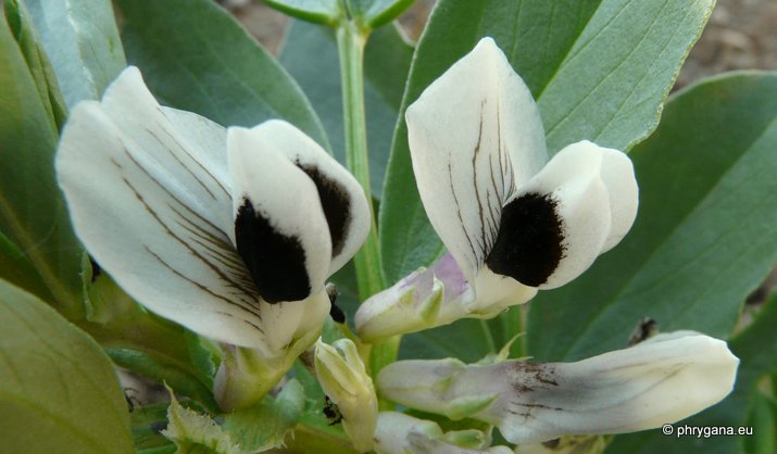 Vicia faba L.