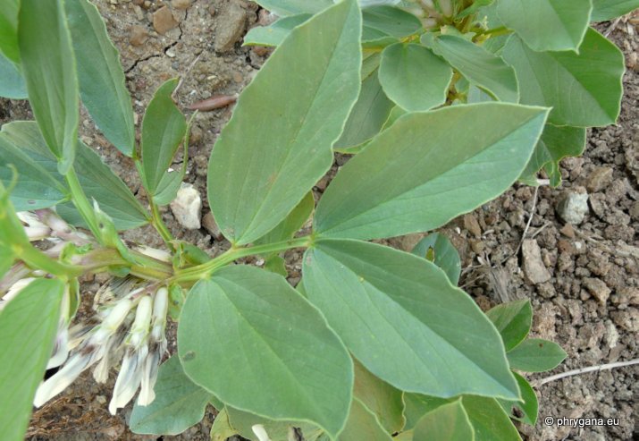 Vicia faba L.