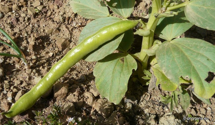 Vicia faba L.