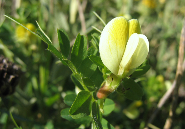 Vicia hybrida L.