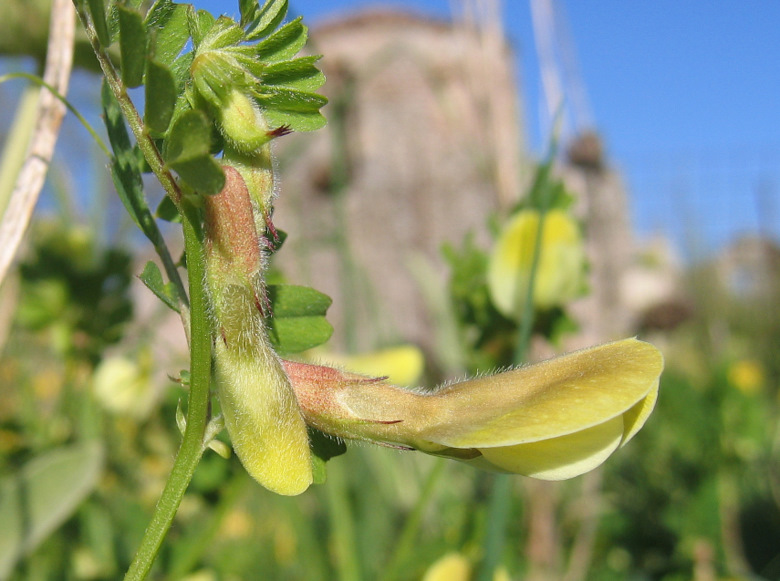 Vicia hybrida L.