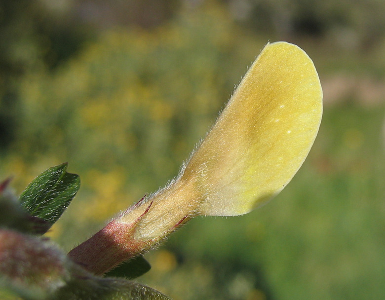 Vicia hybrida L.