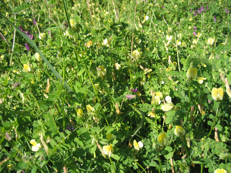 Vicia hybrida L.