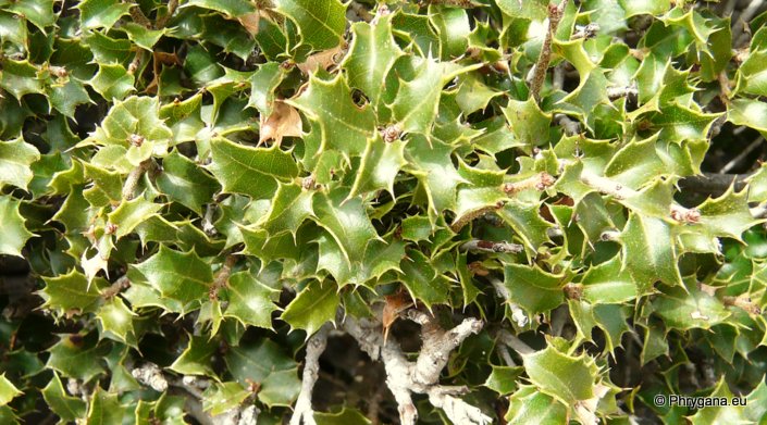 Quercus coccifera L.