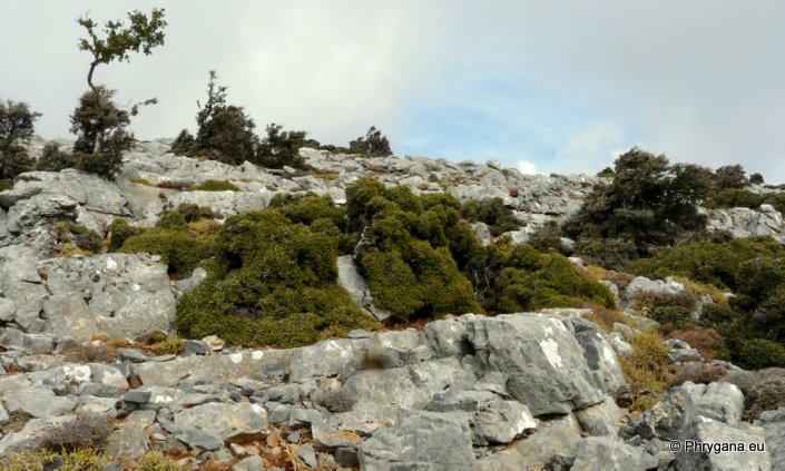 Quercus coccifera L.