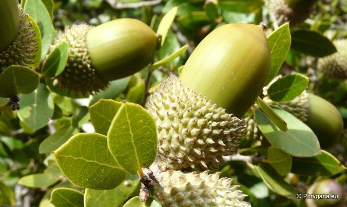 Quercus coccifera L.