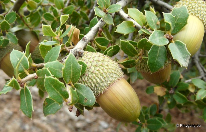 Quercus coccifera L.