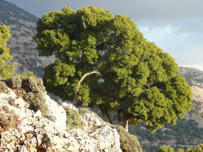 Quercus coccifera L.