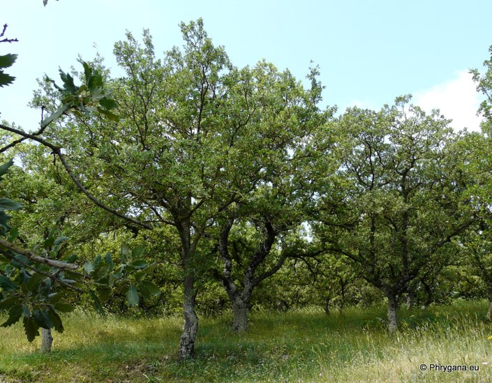 Quercus ithaburensis subsp. macrolepis (KOTSCHY) HEDGE & YALT.