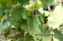 Quercus ithaburensis subsp. macrolepis (KOTSCHY) HEDGE & YALT.