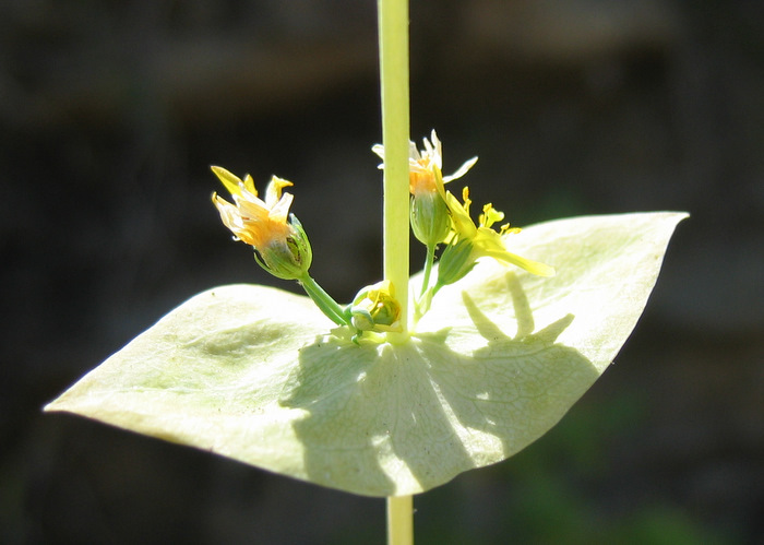 Blackstonia perfoliata (L.) HUDS. subsp. intermedia (TEN.) ZELTNER