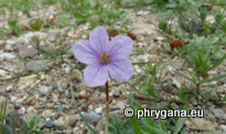 Erodium gruinum (L.) L'HÉR.