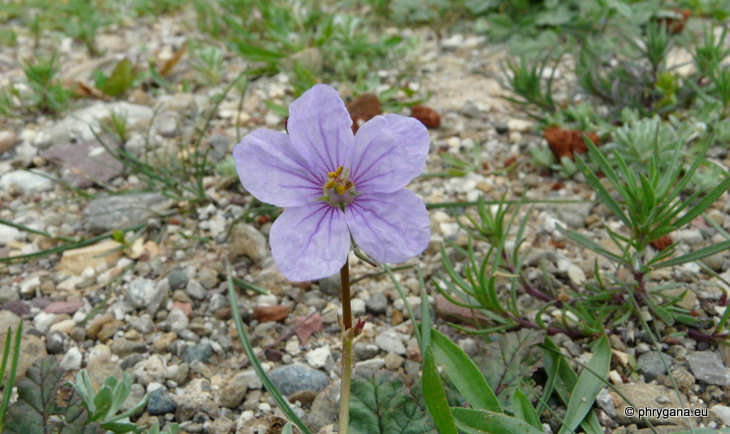 Erodium gruinum (L.) L'HÉR.