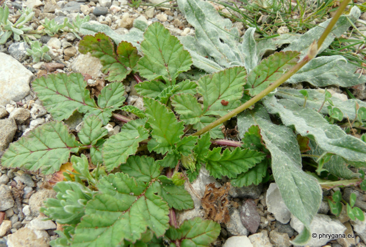 Erodium gruinum (L.) L'HÉR.