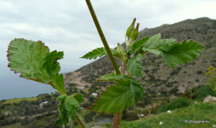 Erodium gruinum (L.) L'HÉR.