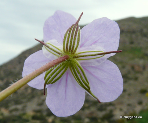 Erodium gruinum (L.) L'HÉR.