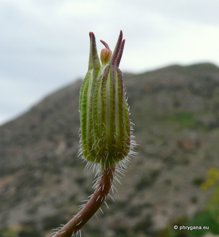 Erodium gruinum (L.) L'HÉR.