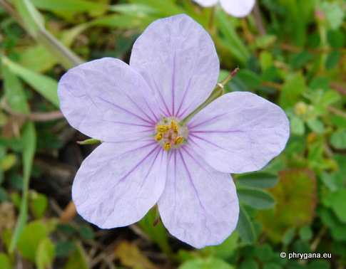 Erodium gruinum (L.) L'HÉR.