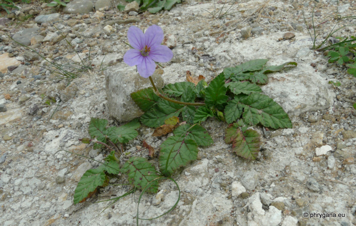 Erodium gruinum (L.) L'HÉR.