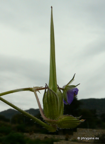 Erodium gruinum (L.) L'HÉR.