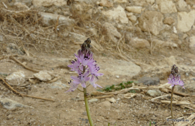 Prospero autumnale (L.) SALISB.