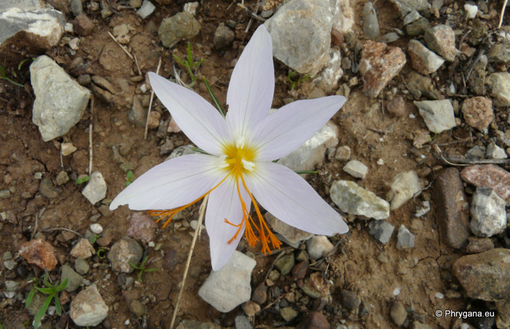 Crocus tournefortii J. GAY