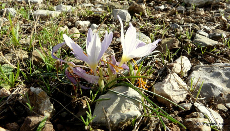 Crocus tournefortii J. GAY