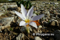 Crocus tournefortii J. GAY