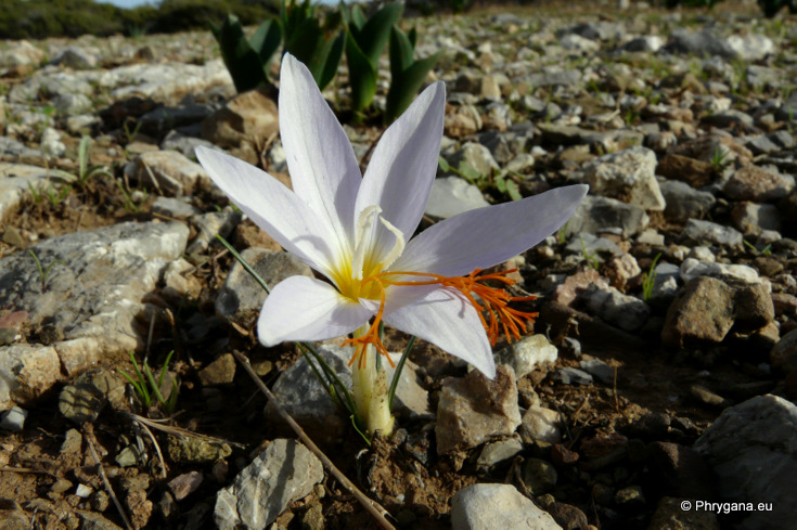 Crocus tournefortii J. GAY