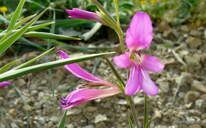 Gladiolus italicus MILL.