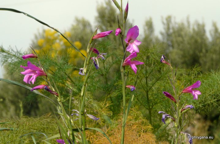 Gladiolus italicus MILL.