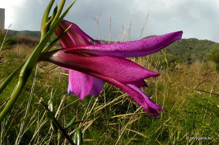 Gladiolus italicus MILL.