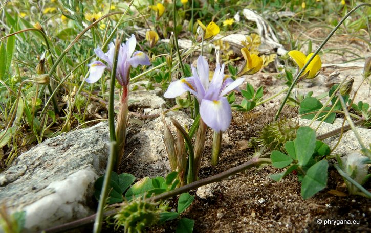 Moraea mediterranea GOLDBLATT