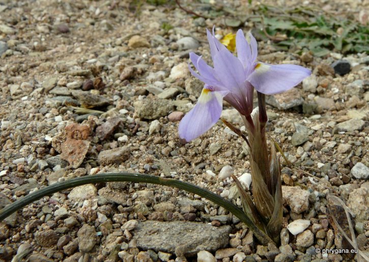 Moraea mediterranea GOLDBLATT