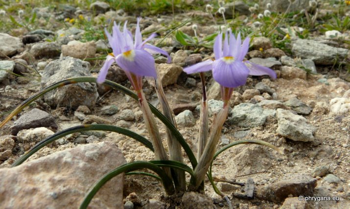 Moraea mediterranea GOLDBLATT