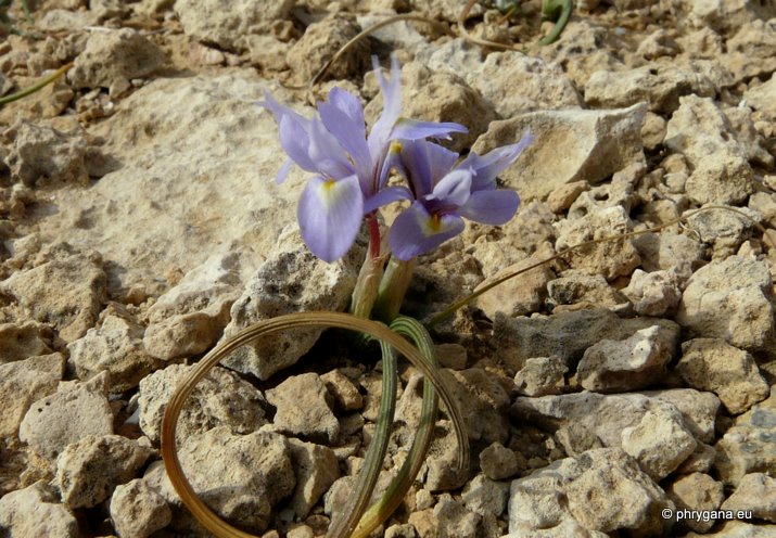 Moraea mediterranea GOLDBLATT