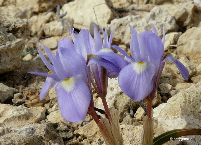 Moraea mediterranea GOLDBLATT