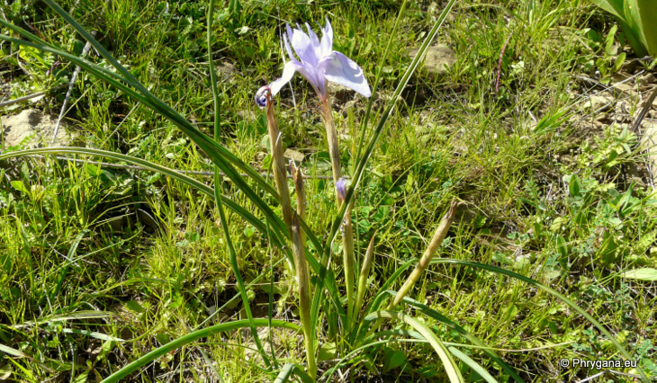 Moraea sisyrinchium (L.) KER GAWL.