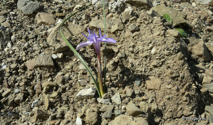 Moraea sisyrinchium (L.) KER GAWL.