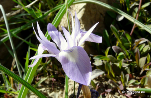 Moraea sisyrinchium (L.) KER GAWL.