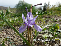 Moraea sisyrinchium (L.) KER GAWL.